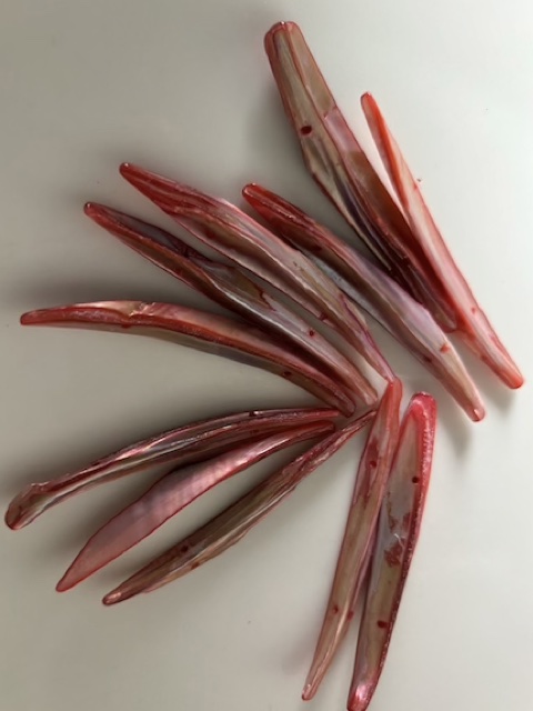 Langwerpige oud roze schelpen